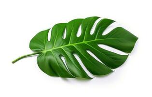 ai gegenereerd groen monstera blad geïsoleerd Aan wit achtergrond, foto