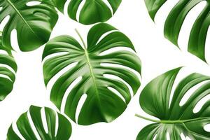 ai gegenereerd monstera blad dichtbij omhoog geïsoleerd. foto