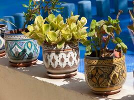 een groep van potten met planten in hen foto