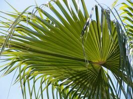 een palm boom met een vogel vliegend in de lucht foto