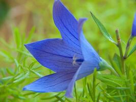 een blauw bloem in de gras foto