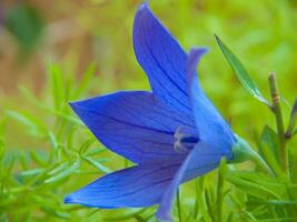 een blauw bloem in de gras foto