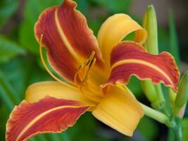 een bloem met een rood en geel centrum foto