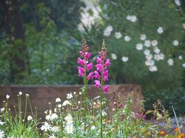 een bloem tuin met roze en wit bloemen foto