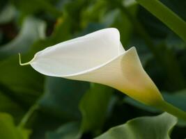 een wit calla lelie in de tuin foto