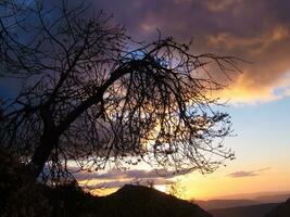 een boom met kaal takken en een zonsondergang achter het foto