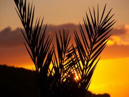 een zonsondergang met een palm boom in de achtergrond foto