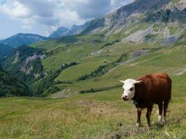 een koe staand in een veld- foto