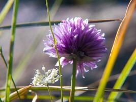 een Purper bloem in de gras foto