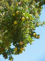 een boom met fruit hangende van het foto