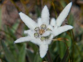 een wit bloem met een groen centrum foto