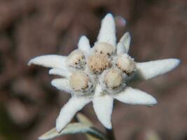 een wit bloem met bruin meeldraden foto