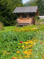 een veld- van bloemen foto