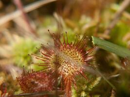 een dichtbij omhoog van een bloem met een groen stam foto