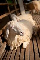 bruine en witte schapen die op de grond liggen. foto