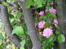 een struik met roze bloemen groeit Aan het foto