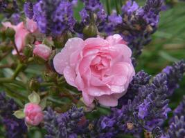 een roze roos is omringd door lavendel bloemen foto