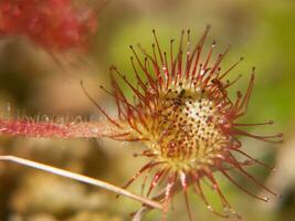 een bloem met een lang stam en een klein bloem foto