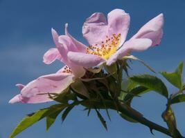 een roze bloem met geel centra foto