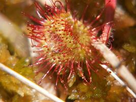 een bloem met rood en wit bloemen foto