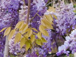 een dichtbij omhoog van een boom met Purper bloemen foto