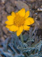 een geel bloem is groeit in de midden- van een rotsachtig Oppervlakte foto