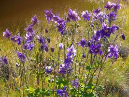 een veld- van Purper bloemen in een met gras begroeid Oppervlakte foto