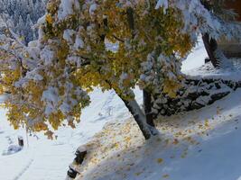 een boom gedekt in sneeuw foto