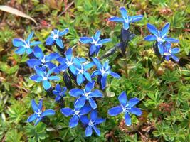 een groep van blauw bloemen foto