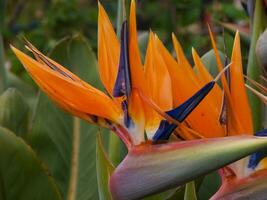 een vogel van paradijs bloem foto