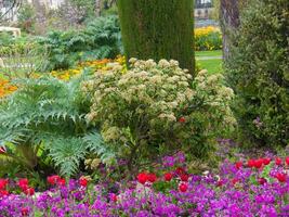 een bloem tuin met veel verschillend bloemen foto