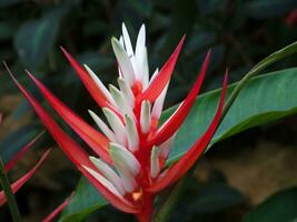 een rood en wit bloem met groen bladeren foto