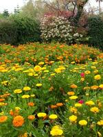 een veld- van bloemen foto