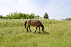 mooie wilde bruine paardenhengst op zomerbloemenweide foto