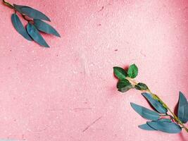 top visie van eucalyptus bladeren Aan roze achtergrond. vlak leggen, top visie. foto