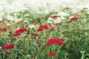 rood bloemen van sier- cultivar duizendblad Aan een mistig dag detailopname foto