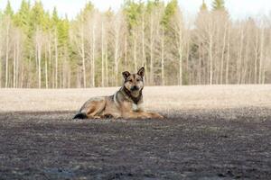 verdwaald hond is resting Aan een voorjaar veld- foto