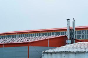 industrieel landschap, veel meeuwen zitten Aan de dak van een vis verwerken fabriek foto