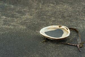 surfen clam schelp in zwart vulkanisch zand Aan de kust met algen en andere biologisch marinier puin foto