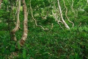 Woud landschap van de eiland van kunashir, gedraaid bomen en kreupelhout van dwerg bamboe foto