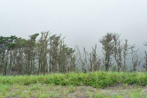 mistig kust- landschap met dwerg bomen Aan de grote Oceaan kust van de koeril eilanden foto