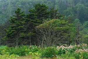 natuurlijk berg Woud landschap met weelderig vegetatie Aan een bewolkt dag, kunashir eiland foto