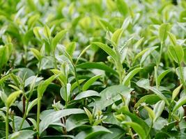 top van groen thee blad in de ochtend, thee plantage. groene thee knop en bladeren, groen thee vers bladeren, thee plantages, groen fabriek plantage Aan de berg foto