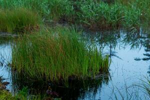 natuurlijk met gras begroeid moeras pollen tussen de moeras foto