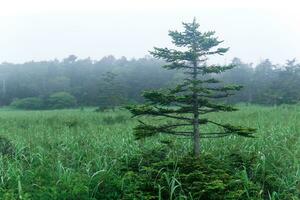 ochtend- mistig natuurlijk landschap, moerassig weide met naald- bomen foto