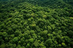 ai gegenereerd antenne visie van over- donker pijnboom Woud bomen. top naar beneden dar visie. foto