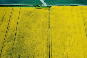 ai gegenereerd antenne visie met de landschap geometrie structuur van een veel van landbouw velden met verschillend planten Leuk vinden koolzaad in bloeiend seizoen en groen tarwe. landbouw en landbouw industrie. foto