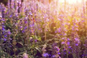 detailopname van Purper bloeiend planten Aan veld- foto