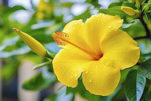 ai gegenereerd dichtbij omhoog mooi geel hibiscus bloem. ai gegenereerd foto