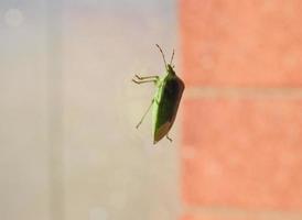 groene schildwants op het raam foto